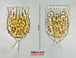 Lecane stichoclysta