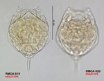 Lecane sylviae