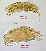 Trichocerca kostei