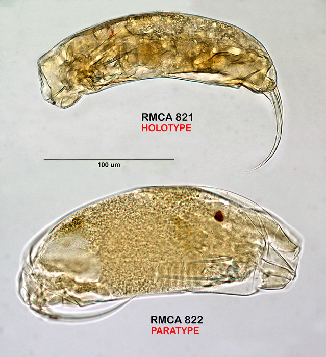 Trichocerca kostei Trichocerca kostei