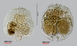 Brachionus africanus