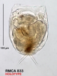 Lecane tanganyikae