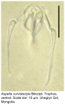 Aspelta curvidactyla