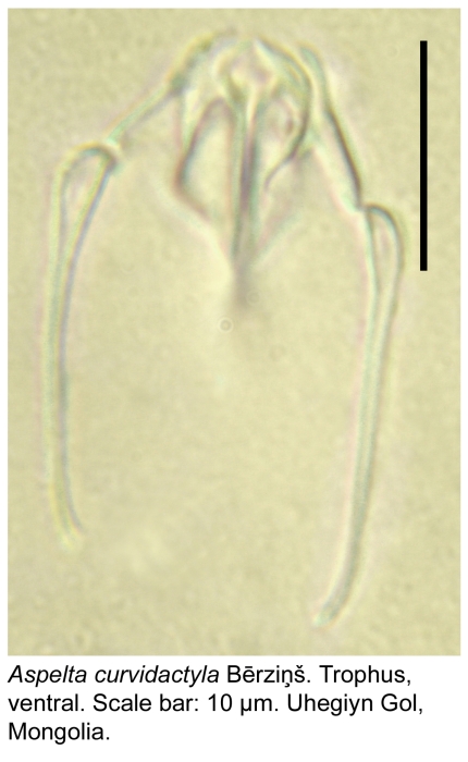 Aspelta curvidactyla Aspelta curvidactyla