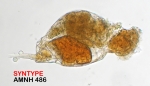 Cephalodella innesi