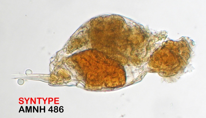 Cephalodella innesi