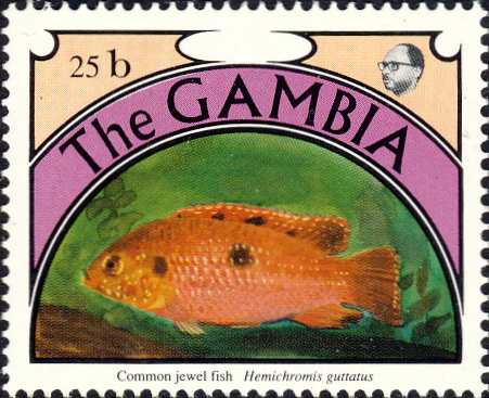 Hemichromis guttatus Hemichromis guttatus