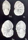 Florilus inflatiformis McCulloch, 1981