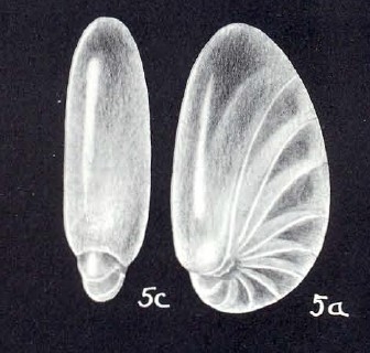 Nonionella arubaensis McCulloch, 1981