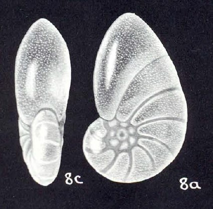 Nonionella (?) disgrega McCulloch, 1981