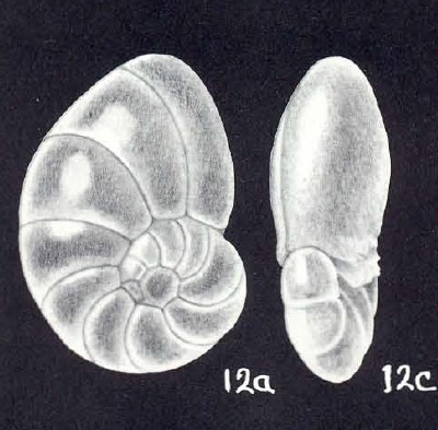 Nonionella subchiliensis McCulloch, 1981