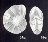 Cribroelphidium galeroense McCulloch, 1981