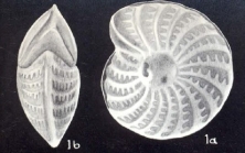 Elphidium macelliforme McCulloch, 1981