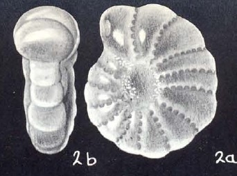 Elphidium cochense McCulloch, 1981