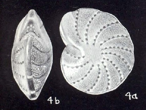 Elphidium (?) capelavelaense McCulloch, 1981