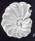 Elphidium cubaguaense McCulloch, 1981
