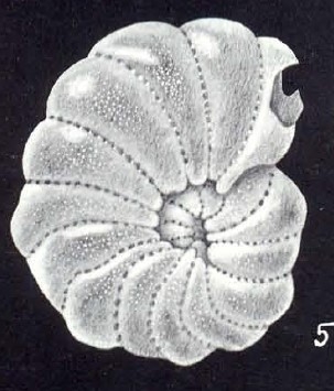 Elphidium cubaguaense McCulloch, 1981 Elphidium cubaguaense McCulloch, 1981