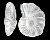Cribroelphidium cubaguaense McCulloch, 1981