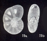 Elphidium cristobalense McCulloch, 1981