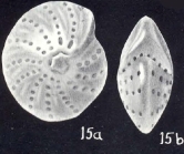 Elphidium parviforme McCulloch, 1981