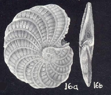 Elphidium planiforme McCulloch, 1981
