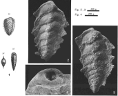 Textularia carinata d'Orbigny, 1846