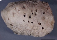 Psammocinia conulosa Lee & Sim, 2004