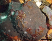 Psammocinia ulleungensis Lee & Sim, 2004