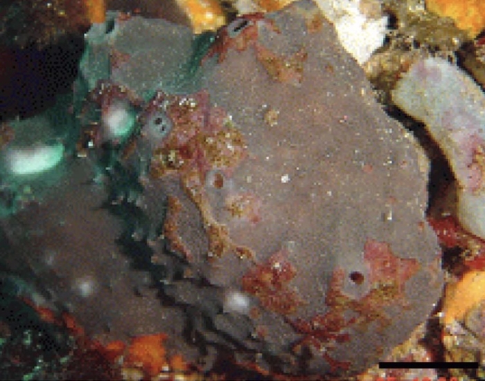 Psammocinia ulleungensis Lee &amp; Sim, 2004