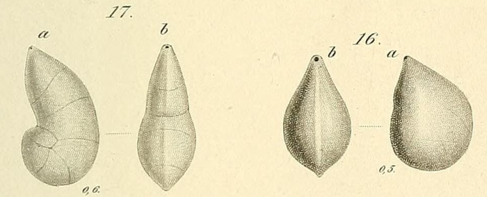 Cristellaria convergens Bornemann, 1855