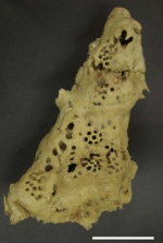Hippospongia bergquistia Lee & Sim, 2011