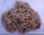 Spongia (Heterofibria) corallina