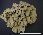 Spongia (Heterofibria) purpurea Kim & Sim, 2009