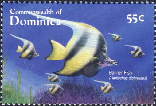 Heniochus diphreutes Heniochus diphreutes