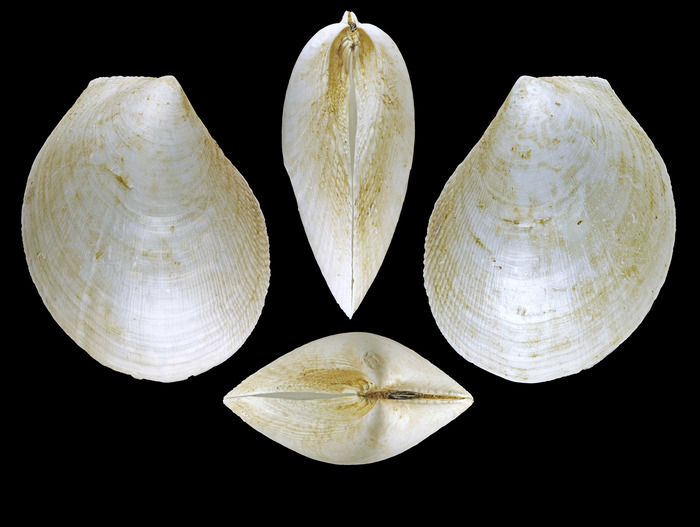 Acesta excavata (J. C. Fabricius, 1779) - Iceland W - 131 mm Acesta excavata (J. C. Fabricius, 1779) - Iceland W - 131 mm