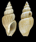 Oenopota elegans (Mler, 1842) - Iceland NW - 13.4 mm
