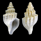 Propebela nobilis (Mler, 1842) - Iceland NW - 8.9 mm