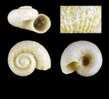 Akritogyra helicella War, 1993 - Iceland W -1.3 mm