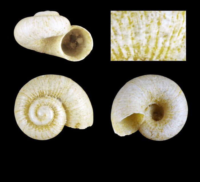 Akritogyra helicella Warén, 1993 - Iceland W -1.3 mm Akritogyra helicella Warén, 1993 - Iceland W -1.3 mm