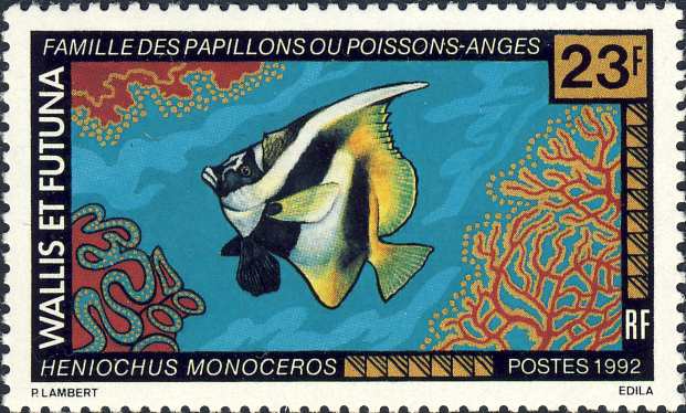 Heniochus monoceros Heniochus monoceros