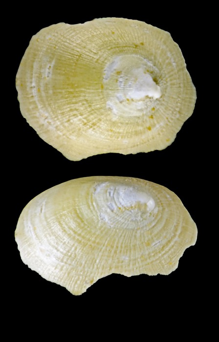 Xenodonta bogasoni Warén, 1993 - Iceland W - 1.9 mm Xenodonta bogasoni Warén, 1993 - Iceland W - 1.9 mm