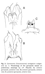 Cyrnosoma (Toscanosoma) variegatum