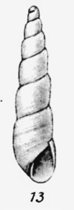Eulimella praeclara Thiele, 1925 , original figure pl. 15 fig. 13 (height 3 mm)