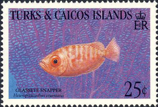 Heteropriacanthus cruentatus Heteropriacanthus cruentatus