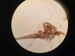 Achene of specimen P06896110