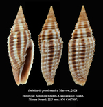Imbricaria problematica