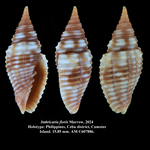 Imbricaria floris Marrow, 2024