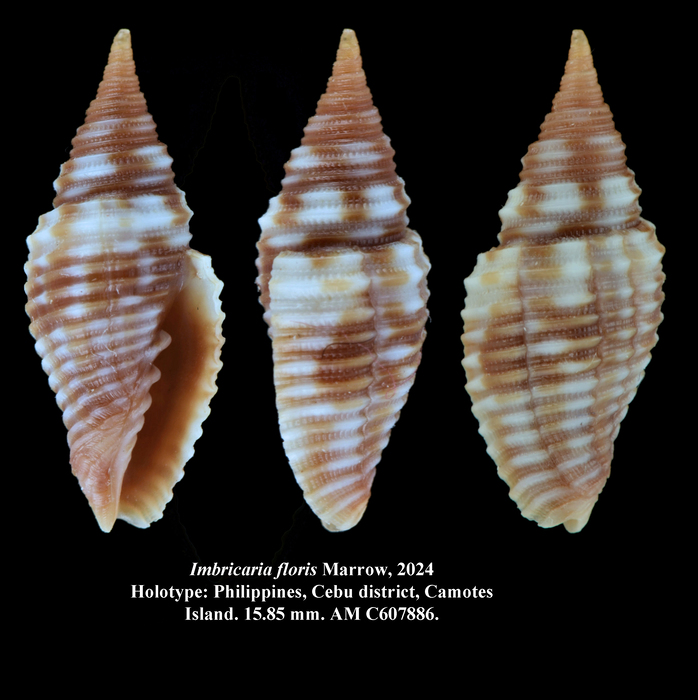 Imbricaria floris Marrow, 2024