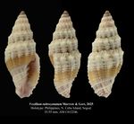 Vexillum rubrozonatum Marrow & Gori, 2025