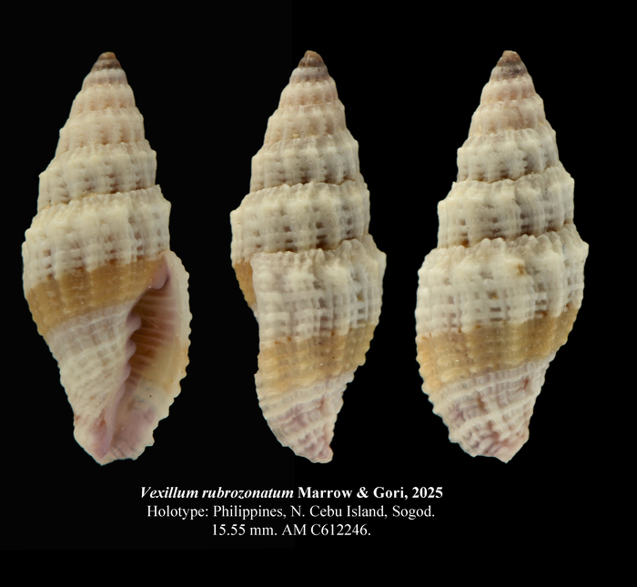 Vexillum rubrozonatum Marrow &amp; Gori, 2025